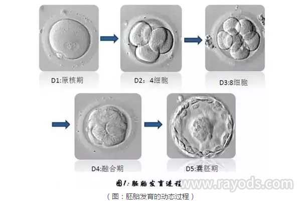 太原正规的代孕网,试管婴儿取卵并不是最痛的那个，这3个过程最重要_上海供卵